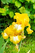 Tall Bearded Iris Light Beam, Iris germanica Light Beam, flowers