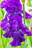Tall Bearded Iris Violet Miracle, Iris Germanica Violet Miracle, flowers
