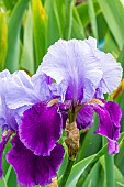 Tall Bearded Iris Emma Louisa, Iris germanica Emma Louisa, flowers
