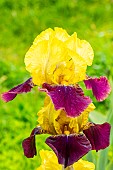 Tall Bearded Iris Blatant, Iris Germanica Blatant, flowers