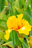 Tall Bearded Iris Blatant, Iris germanica Blatant, flower