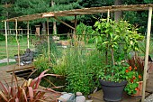 Pond in a garden with aquatic plants and a bamboo structure for shade, flowering nasturtiums and a potted lemon tree