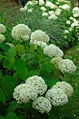 White hydrangea Annabelle , Hydrangea arborescens Annabelle in flower in spring