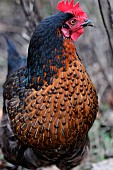 Portrait of a black laying hen with a tan ruff
