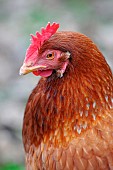 Portrait of a red laying hen