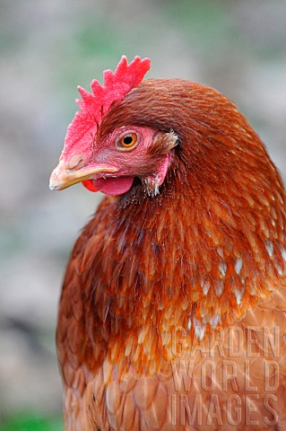 Portrait_of_a_red_laying_hen