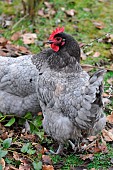 French blue or ash laying hens in a free-range garden