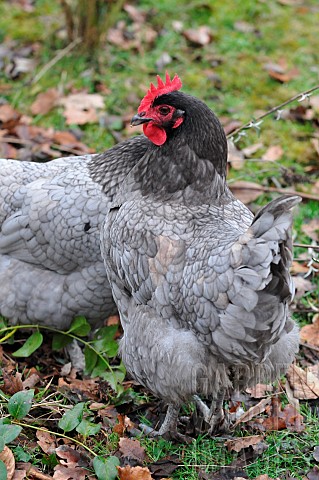 French_blue_or_ash_laying_hens_in_a_freerange_garden