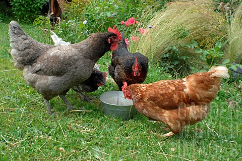Laying_hens_in_a_garden_red_hen_ash_or_French_blue_hens_black_hen_pecking_grain