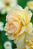 Yellow rose and dewdrops