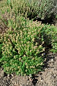 Orange thyme, Thymus vulgaris Fragantissimum, Aromatic plant,