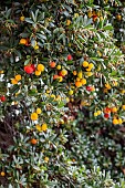 Strawberry tree (Arbutus unedo) fruits in autumn, Vaucluse, France