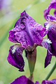 Bearded iris (Iris germanica) with raindrops, Gard, France