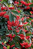 Late Cotoneaster (Cotoneaster lacteus) with fruits in autumn, Cotes-dArmor, France