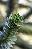 Monkey puzzle tree(A raucaria araucana) leaves