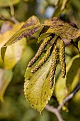 Italian Alder (Alnus cordata) male catkins in autumn, Gard, France