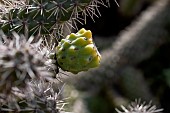 Cane cholla (Cylindropuntia imbricata)