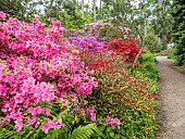 Azalea, Rhododendron Mimi, in bloom