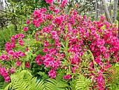 Rhododendron, Rhododendron Elsa Crisp, in bloom