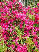 Rhododendron, Rhododendron Elsa Crisp, in bloom