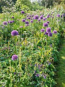 Ornamental garlic, Allium Globemaster, Columbine, Aquilegia montana, Mixed-borders, Parc floral Vincennes, Paris, France