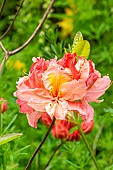 Azalea, Rhododendron Cecile, flower