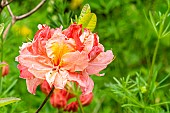 Azalea, Rhododendron Cecile, flower
