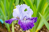 Tall Bearded Iris, Iris germanica Splashacata, flower