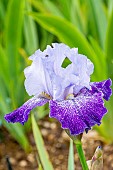 Tall Bearded Iris, Iris germanica Splashacata, flower