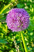 Giant Ornamental Onion, Allium giganteum, flowers