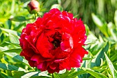Herbaceous peony, Paeonia lactiflora Edgar Jessep, flower