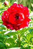 Herbaceous peony, Paeonia lactiflora Edgar Jessep, flower
