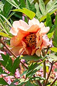 Lutea Hybrid Tree Peony, Paeonia lutea Marchioness, flower