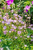 Creeping Babys Breath, Gypsophila repens Dorothy Teacher, flowers