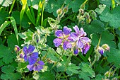 Renard geranium, Geranium renardii Whiteknights, flowers