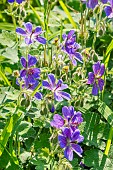 Renard geranium, Geranium renardii Whiteknights, flowers