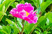 Peony, Paeonia sinjiangensis, flower