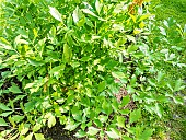 Lovage, Levisticum officinale, foliage