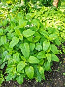 Lemon balm, Melissa officinalis, foliage