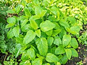 Lemon balm, Melissa officinalis, foliage