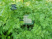 Absinthium, Artemisia absinthium, foliage