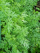 Absinthium, Artemisia absinthium, foliage