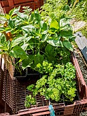 Spring sowing of aromatic plants
