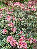 Rhododendron Titian Beauty in bloom