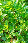Mint, Mentha piperita citrata Eau de Cologne, foliage