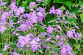 Smooth Phlox Bill Baker, Phlox carolina Bill Baker, flowers