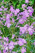 Smooth Phlox Bill Baker, Phlox carolina Bill Baker, flowers