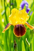 Tall Bearded Iris, Iris germanica Iroquois, flower
