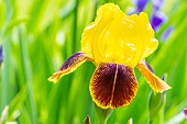 Tall Bearded Iris, Iris germanica Iroquois, flower