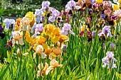 Tall Bearded Iris, Iris germanica, bed